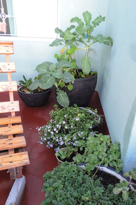 Little garden with flowers and herbs on the balcony