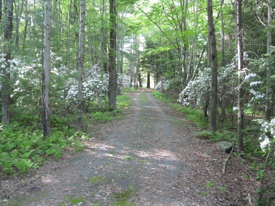 Driveway to the cottage
