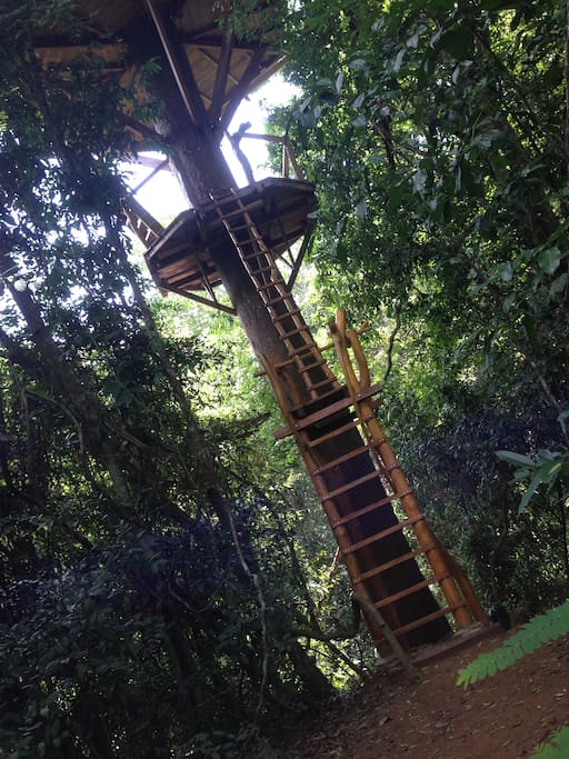 The leader up to the treehouse. (Die Leiter zum Baumhaus.)