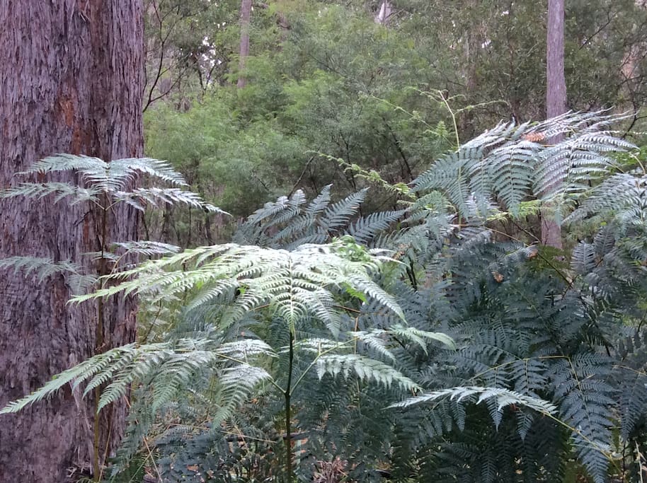 There are changes in flora and fauna around the property, this is near the creek