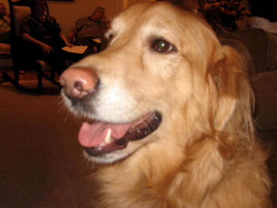 Mr. Riley our friendly golden