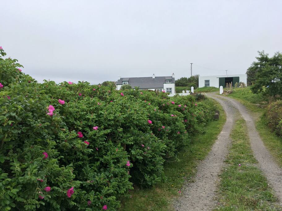 Shared driveway