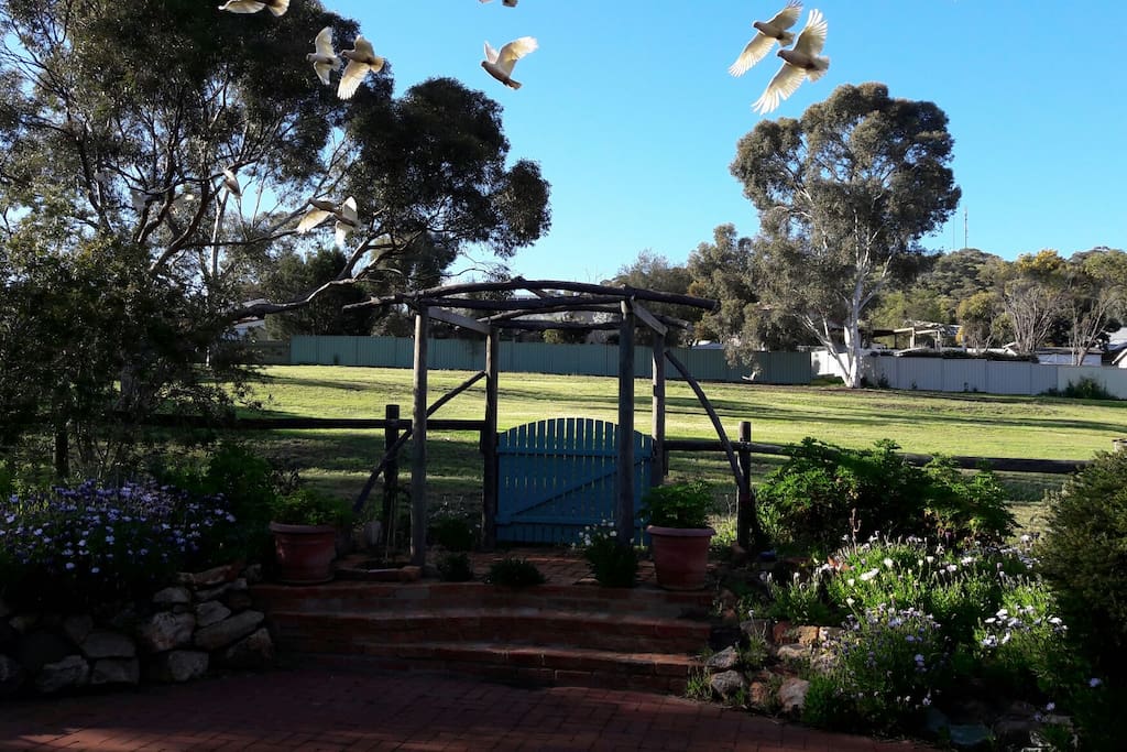 Birds in the backyard