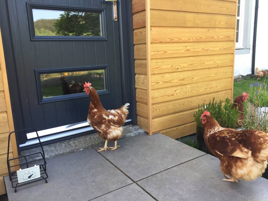 Fresh free range eggs delivered daily!