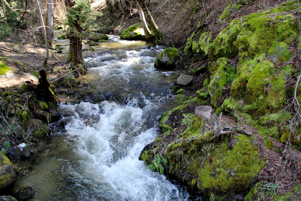 Hear the easy rush and roar of Lewis Creek--a constant companion in Sugar Pine.