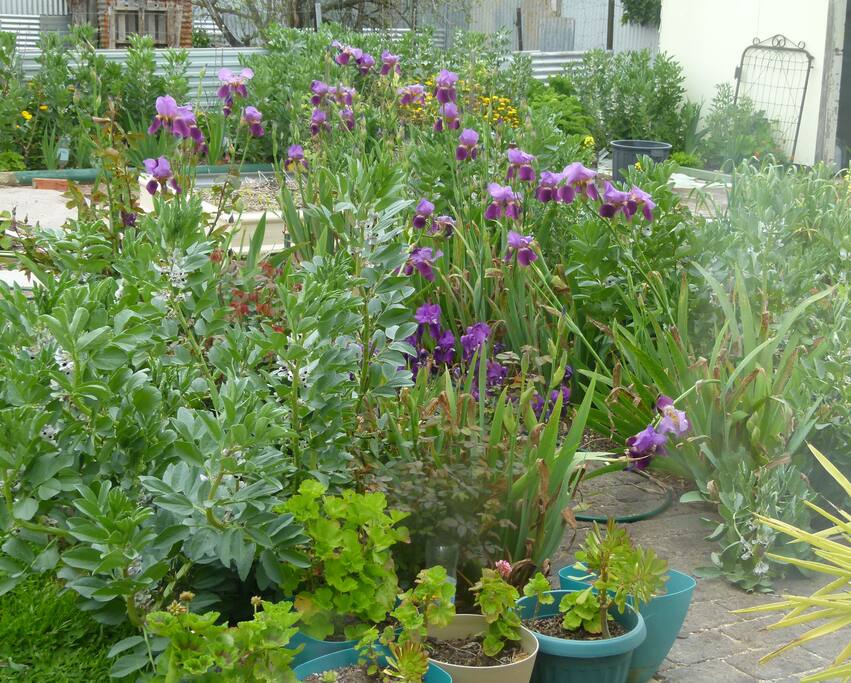 Back garden