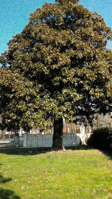 Magnolia in giardino