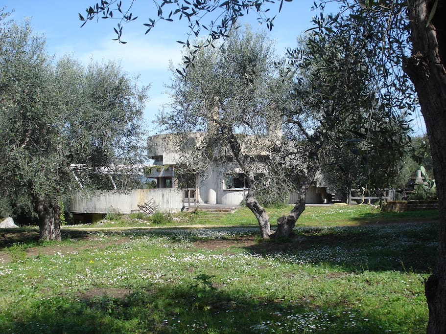 è immersa in un giardino di ulivi