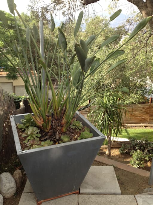 Bird of Paradise in modern planter.