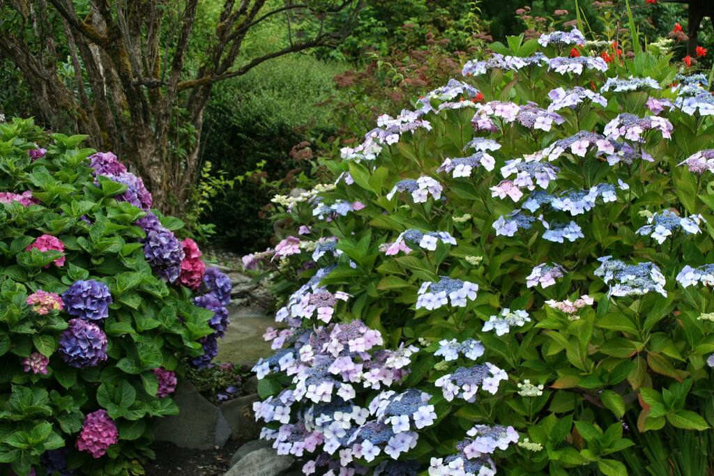 Secret Garden