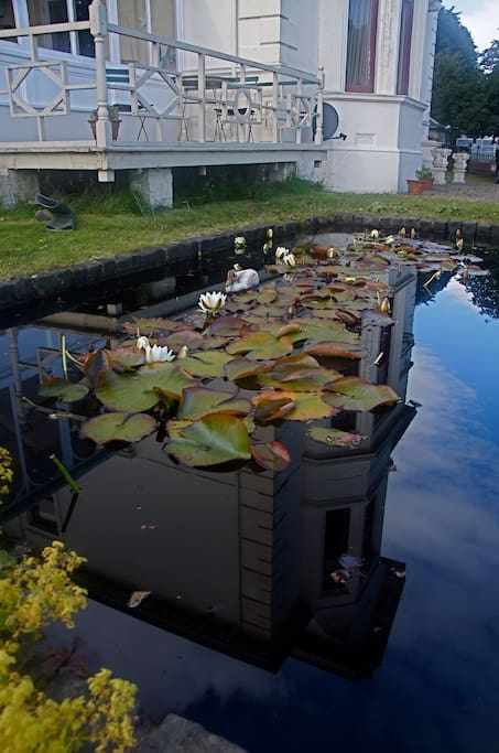 Our Lotus pond