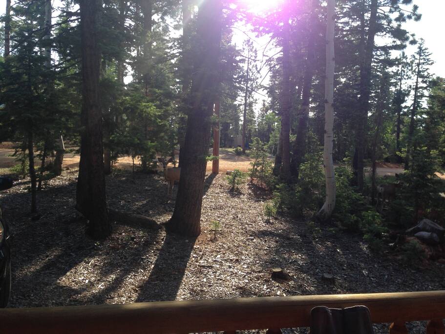 View from large front deck