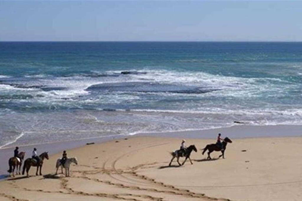 back BEACHES ON HORSES