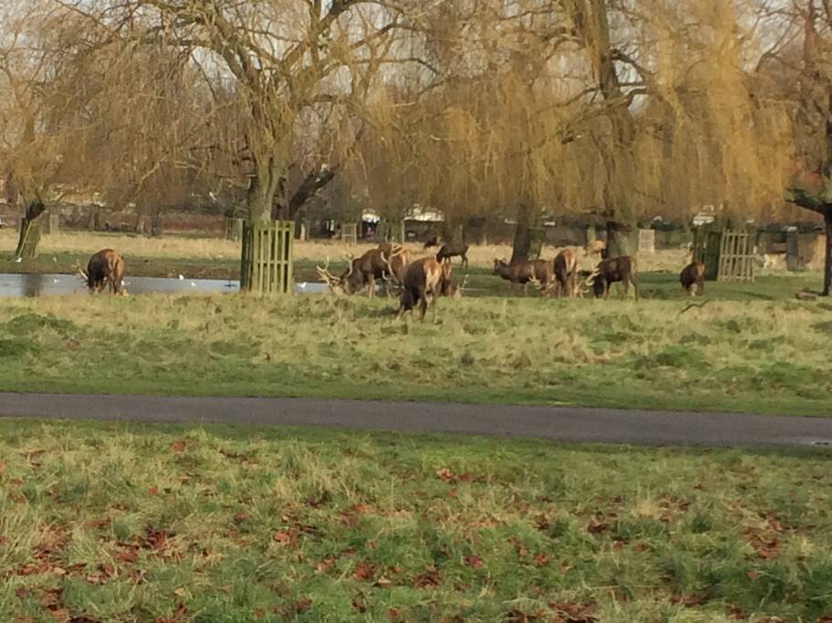 Bushy Park nearby