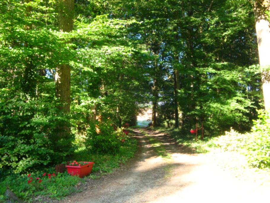 chemin d'accès au calme, dans la verdure
