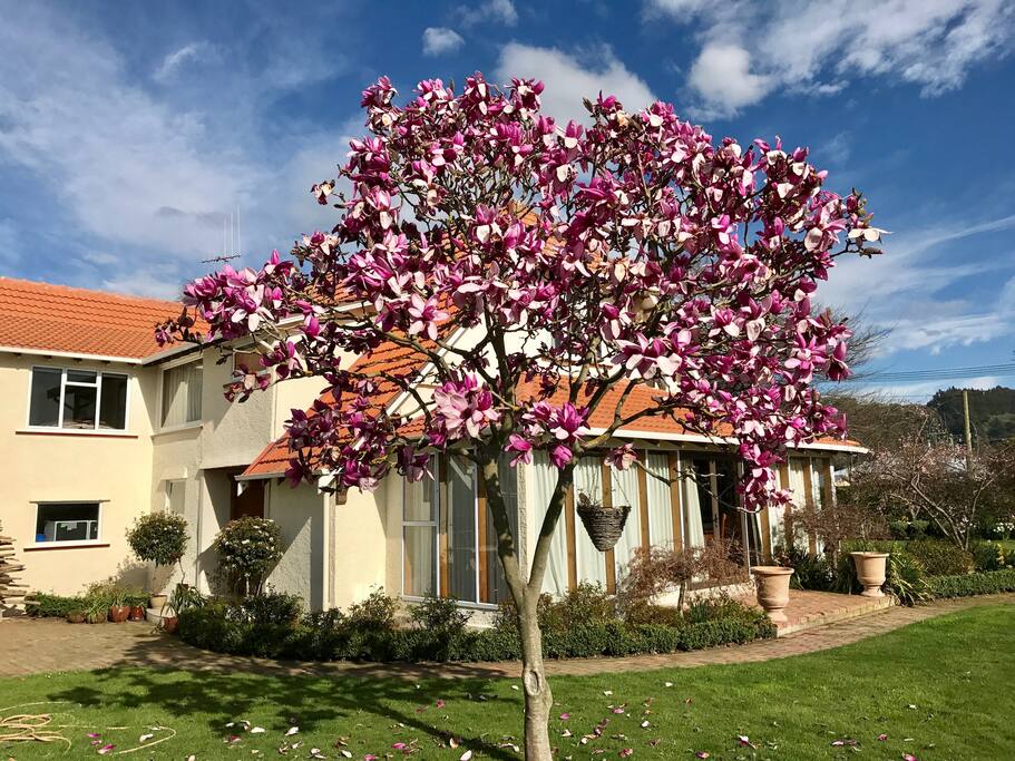 The Magnolia tree