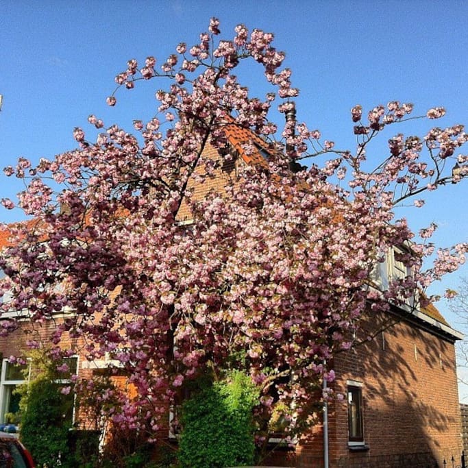 Cherry blossom in spring time.
Front side of the house.