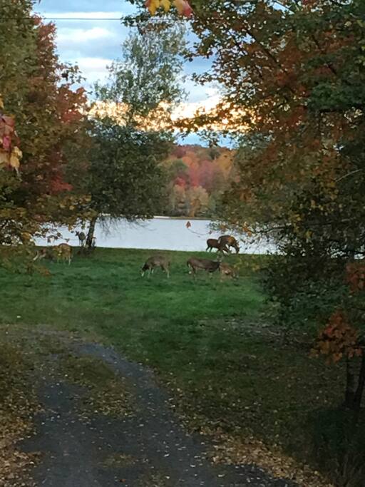 5 O clock visitors