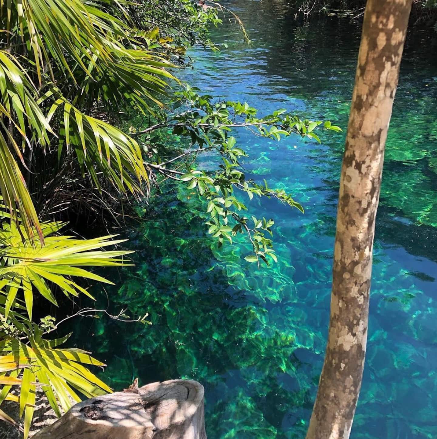 one of the best tulum cenotes in mexico - natural jungle pool | Cenotes Tours Tulum
