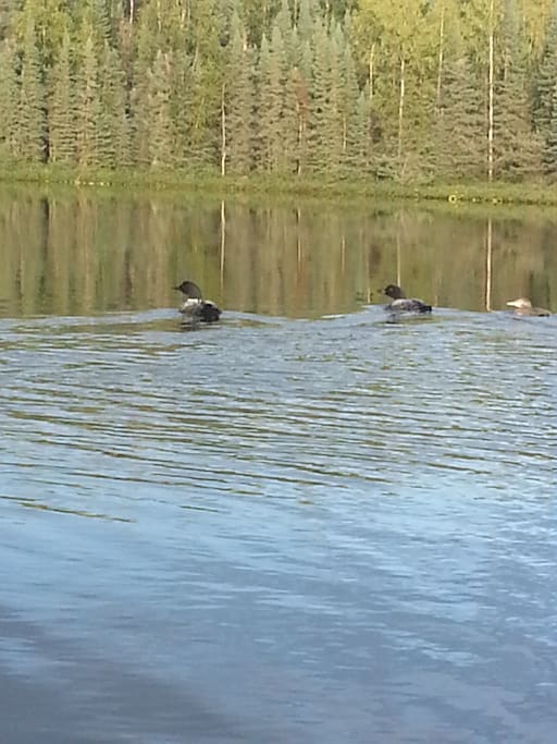 Loons on Stevens Lake