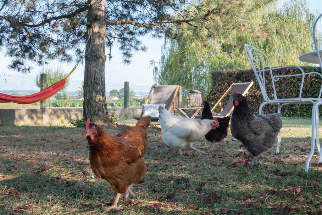 Les poules de notre Jardin