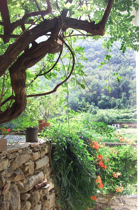 giardino