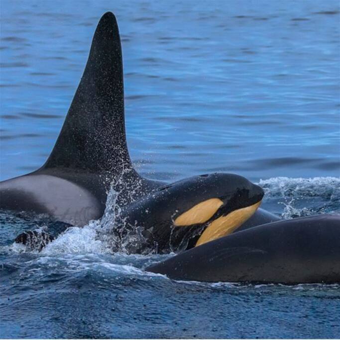You can see the wild nature life in the fjords .