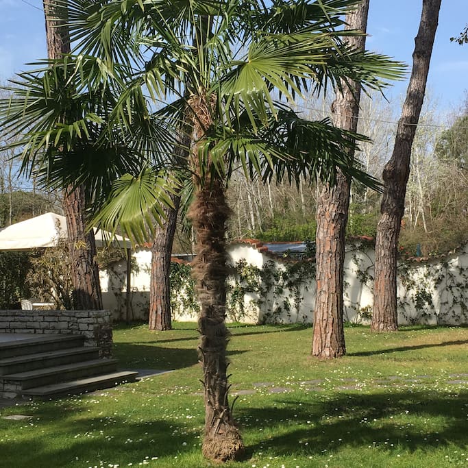 Giardino alberato