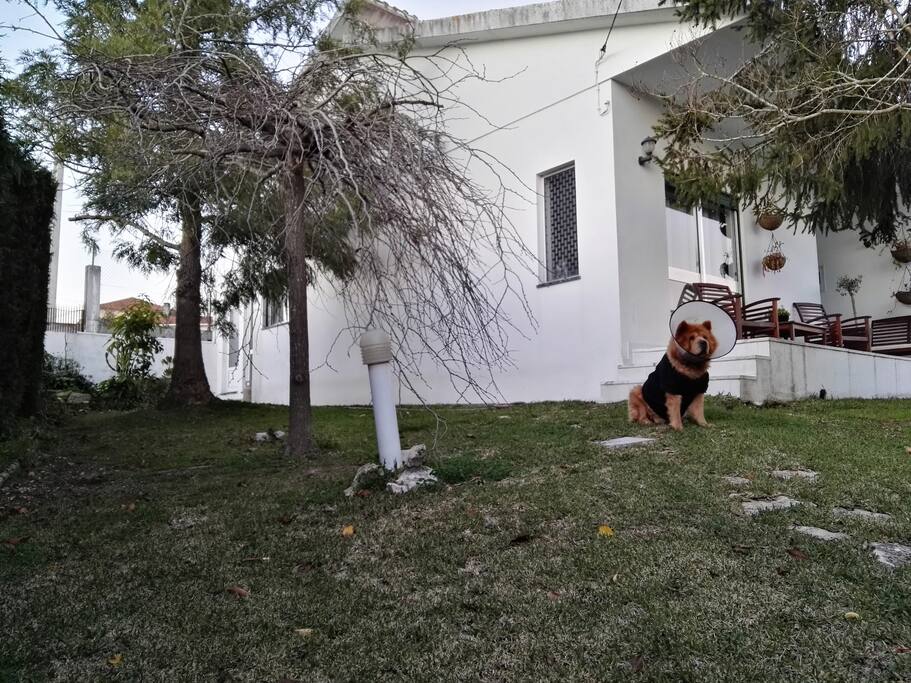 Jardim e Tommy