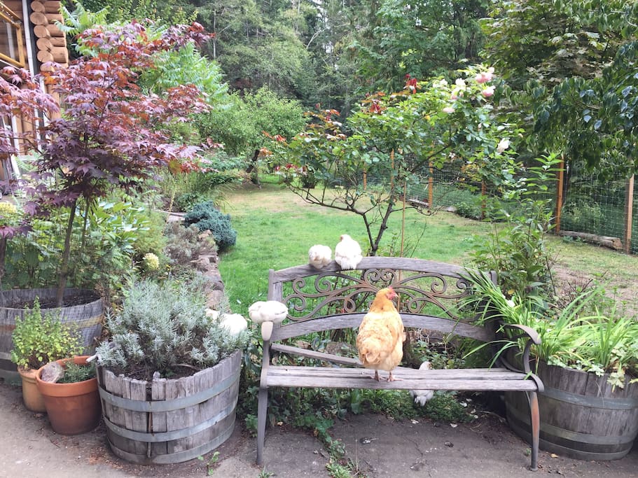 other 'guests'- the chickens!