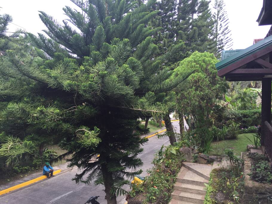 House frontage with pine trees