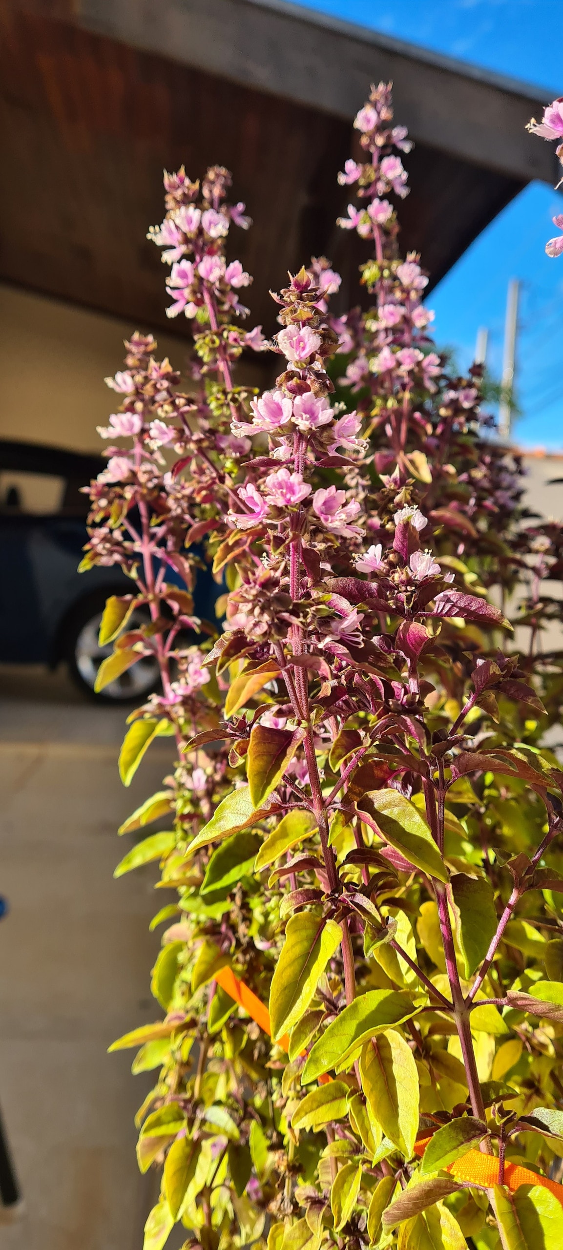 A vibrant display of flowering basil stands prominently in the foreground, showcasing clusters of delicate pink blooms. The lush green leaves provide a striking contrast, while a hint of an outdoor structure is visible in the background under a clear blue sky.