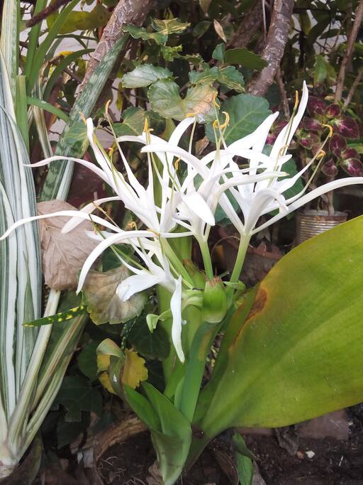 Plantas del jardín