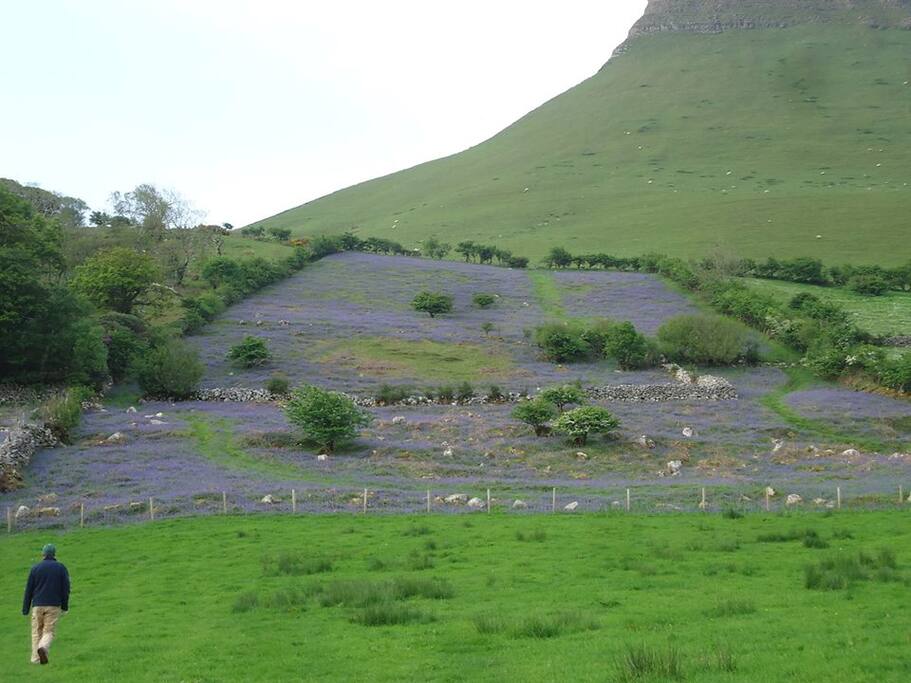 The Bluebells