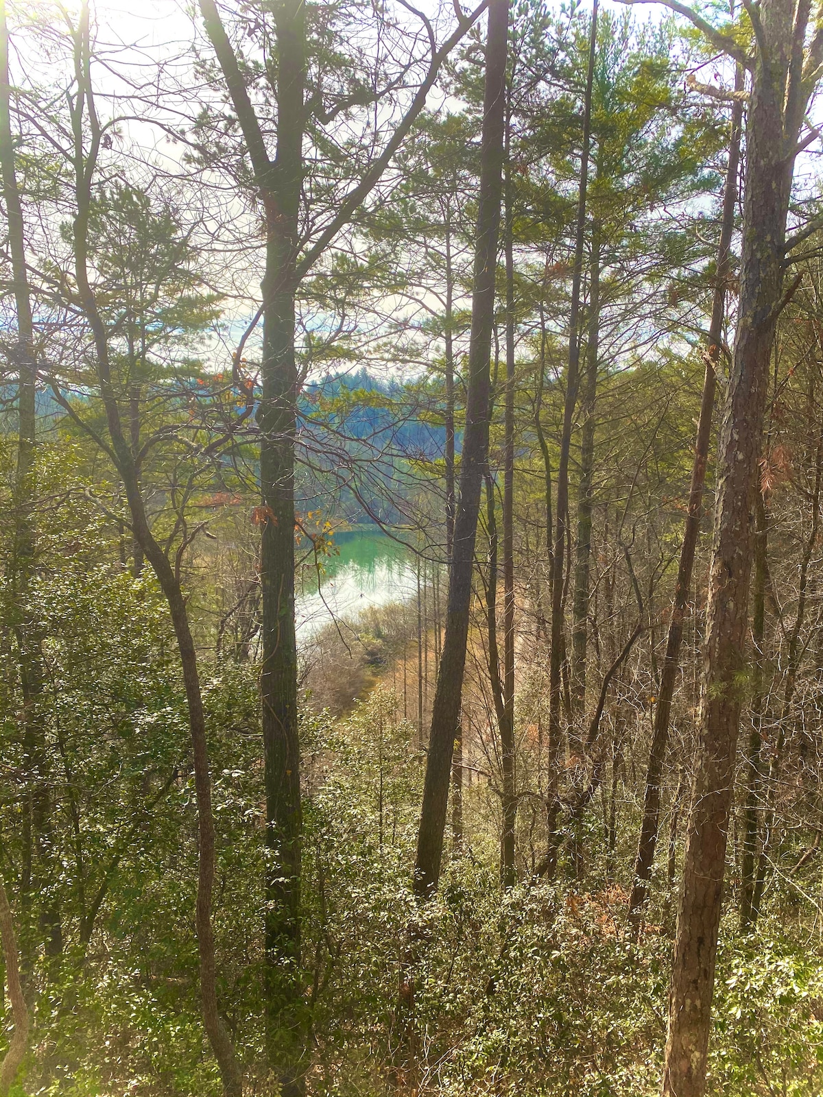 Tall trees create a natural frame overlooking a serene lake nestled among the woods. The reflections on the water mirror the surrounding greenery, while sunlight filters through the branches, illuminating the tranquil scene.