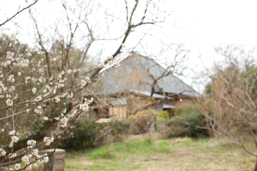 View of 'kominka' home from rear garden in early Spring.