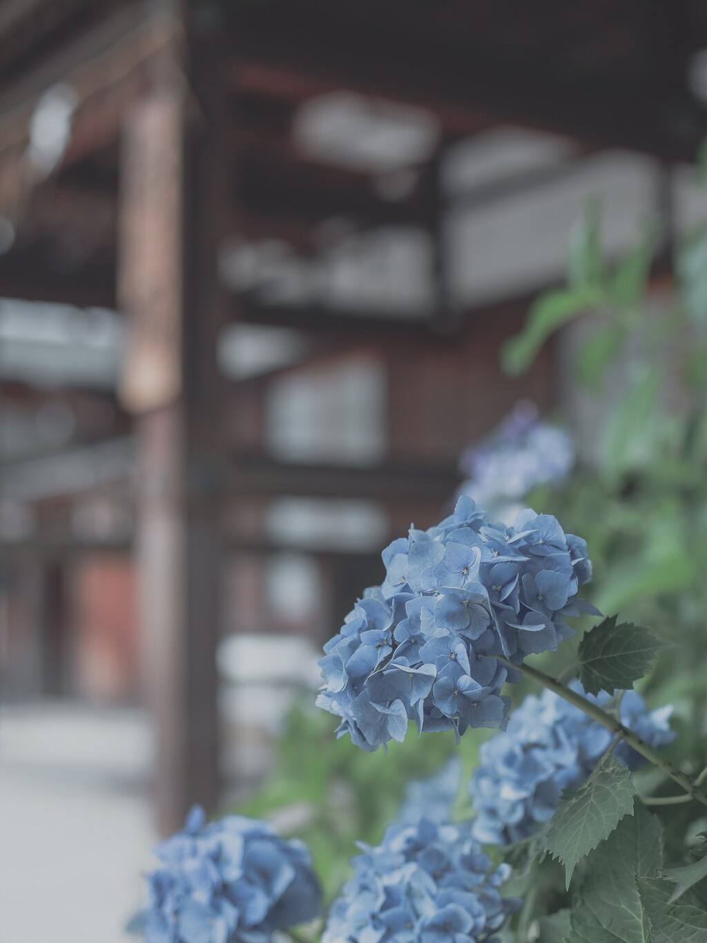 远离尘嚣的初夏风物诗 紫阳花苑 京都旅游攻略 尽在airbnb爱彼迎