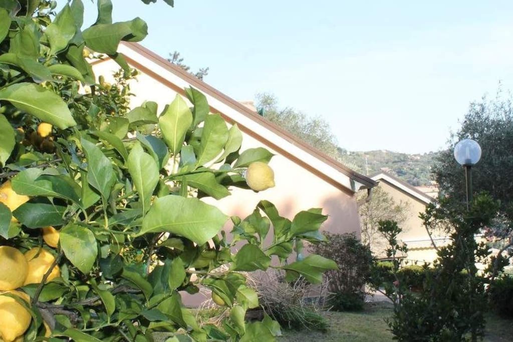 giardino