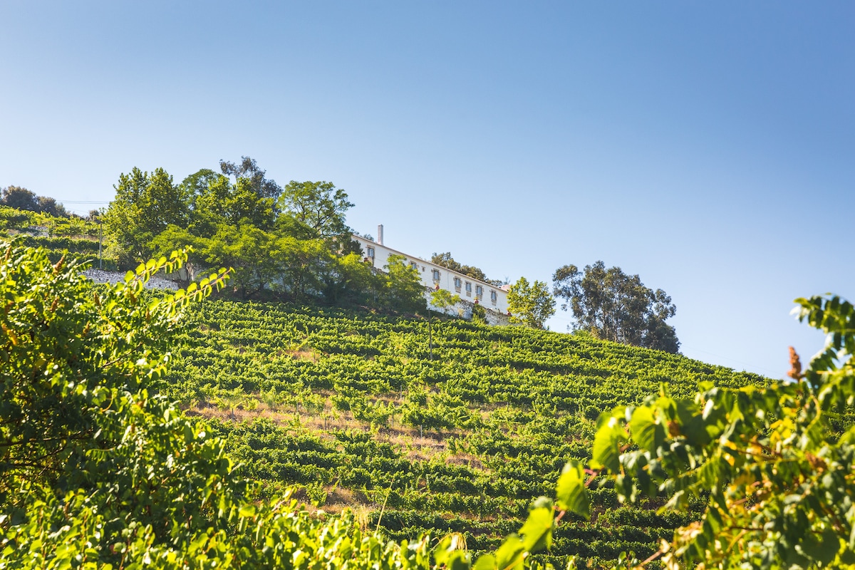 A sprawling vineyard landscape is framed by lush greenery, showcasing terraced rows of grapevines. Atop the hill, a white building can be seen nestled among trees, indicating a serene atmosphere in a picturesque setting.