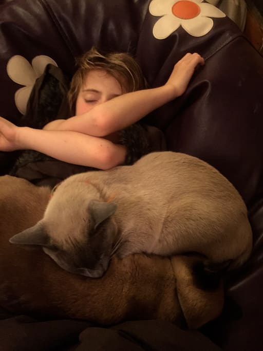Our two burmese cats who'll demand attention