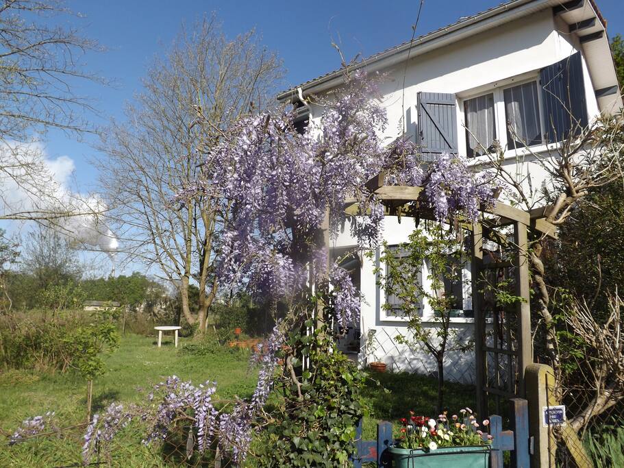 Au Printemps, avec la glycine