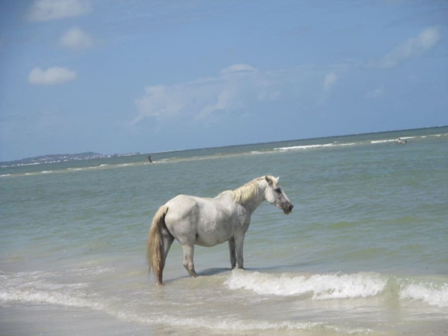 You will see some horses pasturing along the beaches