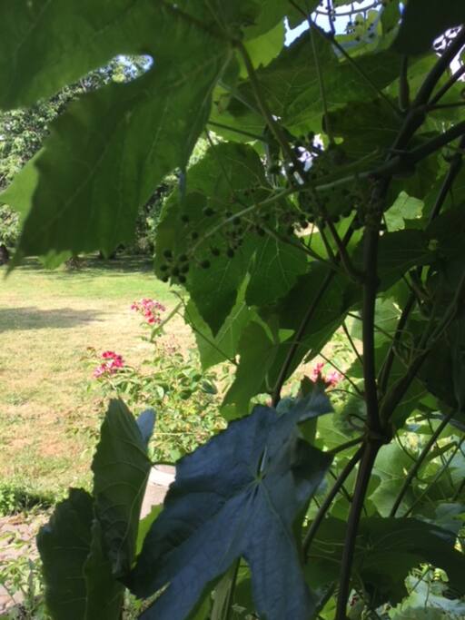 Lush in summer, quiet year-round.