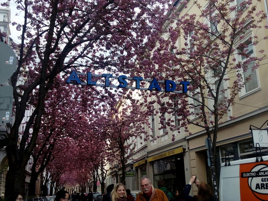 Kirschblütenfest
cherry blossom (april)