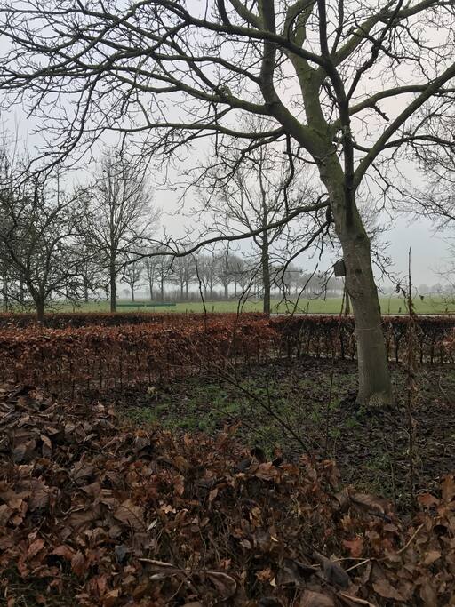 South side orchard