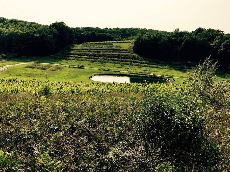 Overlooking pond and lavender field
