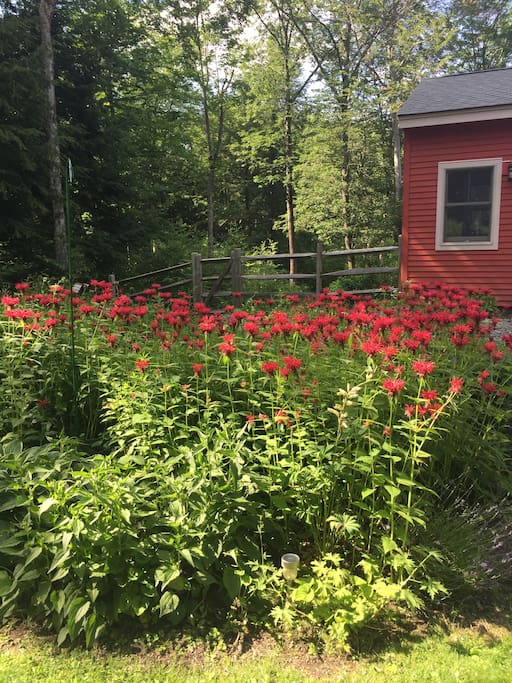 Bees & butterflies in the Bee Balm