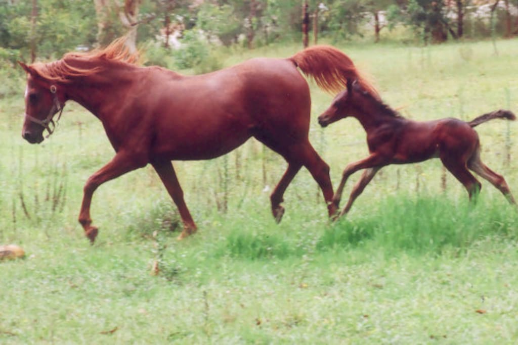 Stable and yard available for people travelling with a horse or a dog.