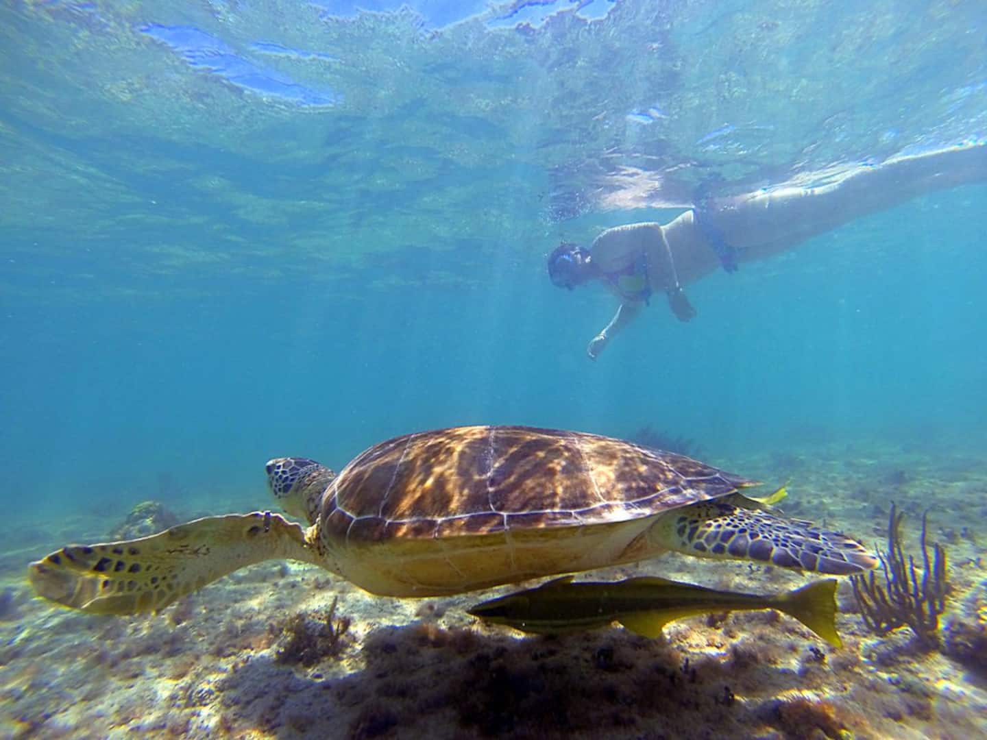 two people swimming near a sea turtle | snorkeling with turtles in akumal mexico