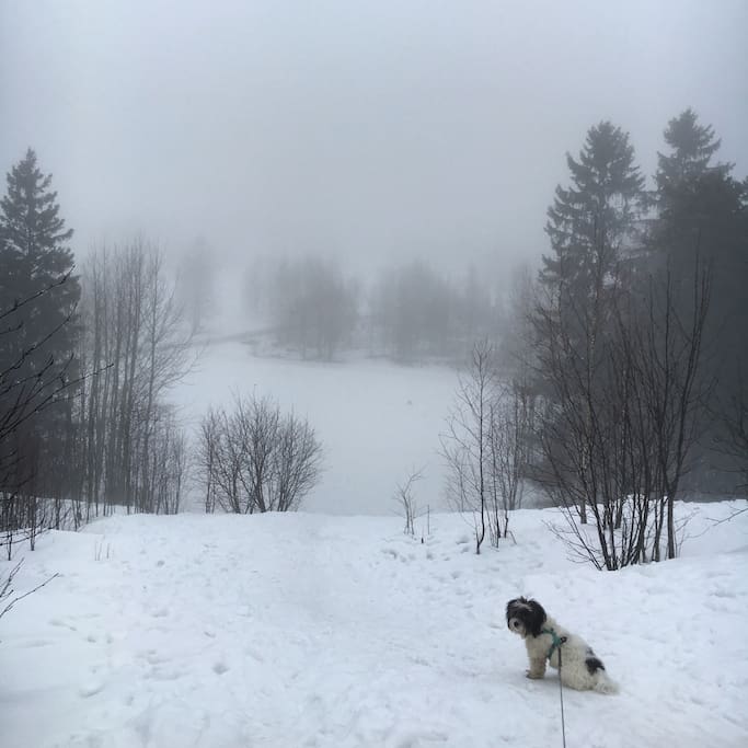 Some winters we have a lots of snow, but this year not so much. This is a foggy morning near the apartment- only 15 minutes drive from city center.